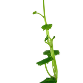 024 Cardamine lyrata